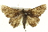  ( - BIOUG04715-G01)  @12 [ ] CreativeCommons - Attribution (2013) CBG Photography Group Centre for Biodiversity Genomics