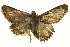  ( - BIOUG04715-G02)  @12 [ ] CreativeCommons - Attribution (2013) CBG Photography Group Centre for Biodiversity Genomics