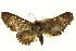  ( - BIOUG04715-G03)  @12 [ ] CreativeCommons - Attribution (2013) CBG Photography Group Centre for Biodiversity Genomics