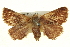  ( - BIOUG04715-G11)  @14 [ ] CreativeCommons - Attribution (2013) CBG Photography Group Centre for Biodiversity Genomics