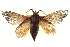  ( - BIOUG04716-C03)  @11 [ ] CreativeCommons - Attribution (2013) CBG Photography Group Centre for Biodiversity Genomics