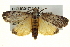  ( - BIOUG04716-D10)  @13 [ ] CreativeCommons - Attribution (2013) CBG Photography Group Centre for Biodiversity Genomics