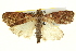  ( - BIOUG04716-E09)  @13 [ ] CreativeCommons - Attribution (2013) CBG Photography Group Centre for Biodiversity Genomics