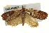  ( - BIOUG04716-G03)  @13 [ ] CreativeCommons - Attribution (2013) CBG Photography Group Centre for Biodiversity Genomics