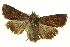 ( - BIOUG04716-G06)  @13 [ ] CreativeCommons - Attribution (2013) CBG Photography Group Centre for Biodiversity Genomics