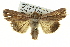  ( - BIOUG05065-A02)  @14 [ ] CreativeCommons - Attribution (2013) CBG Photography Group Centre for Biodiversity Genomics