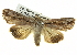  ( - BIOUG05065-A07)  @14 [ ] CreativeCommons - Attribution (2013) CBG Photography Group Centre for Biodiversity Genomics