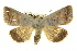  ( - BIOUG05065-B07)  @14 [ ] CreativeCommons - Attribution (2013) CBG Photography Group Centre for Biodiversity Genomics