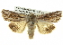  ( - BIOUG05065-C02)  @14 [ ] CreativeCommons - Attribution (2013) CBG Photography Group Centre for Biodiversity Genomics