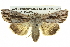  ( - BIOUG05065-C07)  @15 [ ] CreativeCommons - Attribution (2013) CBG Photography Group Centre for Biodiversity Genomics