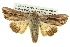  ( - BIOUG05065-D01)  @14 [ ] CreativeCommons - Attribution (2013) CBG Photography Group Centre for Biodiversity Genomics