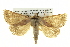  ( - BIOUG05065-D11)  @15 [ ] CreativeCommons - Attribution (2013) CBG Photography Group Centre for Biodiversity Genomics