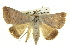  ( - BIOUG05065-E10)  @14 [ ] CreativeCommons - Attribution (2013) CBG Photography Group Centre for Biodiversity Genomics