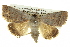  ( - BIOUG05065-F02)  @14 [ ] CreativeCommons - Attribution (2013) CBG Photography Group Centre for Biodiversity Genomics