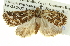  ( - BIOUG05065-H10)  @13 [ ] CreativeCommons - Attribution (2013) CBG Photography Group Centre for Biodiversity Genomics
