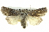  ( - BIOUG05068-A01)  @14 [ ] CreativeCommons - Attribution (2013) CBG Photography Group Centre for Biodiversity Genomics