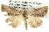  ( - BIOUG05068-A09)  @13 [ ] CreativeCommons - Attribution (2013) CBG Photography Group Centre for Biodiversity Genomics