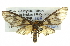  ( - BIOUG05068-C01)  @14 [ ] CreativeCommons - Attribution (2013) CBG Photography Group Centre for Biodiversity Genomics