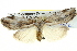  ( - BIOUG05068-C07)  @14 [ ] CreativeCommons - Attribution (2013) CBG Photography Group Centre for Biodiversity Genomics