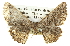  ( - BIOUG05068-G05)  @12 [ ] CreativeCommons - Attribution (2013) CBG Photography Group Centre for Biodiversity Genomics