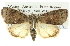 ( - BIOUG05068-G12)  @14 [ ] CreativeCommons - Attribution (2013) CBG Photography Group Centre for Biodiversity Genomics