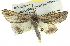  ( - BIOUG05069-A07)  @14 [ ] CreativeCommons - Attribution (2013) CBG Photography Group Centre for Biodiversity Genomics