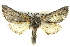  ( - BIOUG05069-G08)  @15 [ ] CreativeCommons - Attribution (2013) CBG Photography Group Centre for Biodiversity Genomics