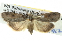  ( - BIOUG05069-H06)  @14 [ ] CreativeCommons - Attribution (2013) CBG Photography Group Centre for Biodiversity Genomics