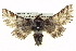  ( - BIOUG05070-C11)  @14 [ ] CreativeCommons - Attribution (2013) CBG Photography Group Centre for Biodiversity Genomics