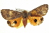  ( - BIOUG05070-D10)  @14 [ ] CreativeCommons - Attribution (2013) CBG Photography Group Centre for Biodiversity Genomics