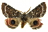  ( - BIOUG05070-F04)  @14 [ ] CreativeCommons - Attribution (2013) CBG Photography Group Centre for Biodiversity Genomics