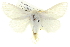  ( - BIOUG05070-G01)  @13 [ ] CreativeCommons - Attribution (2013) CBG Photography Group Centre for Biodiversity Genomics