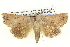  ( - BIOUG05073-A11)  @15 [ ] CreativeCommons - Attribution (2013) CBG Photography Group Centre for Biodiversity Genomics