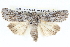 ( - BIOUG05073-B10)  @14 [ ] CreativeCommons - Attribution (2013) CBG Photography Group Centre for Biodiversity Genomics