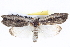  ( - BIOUG05073-C01)  @15 [ ] CreativeCommons - Attribution (2013) CBG Photography Group Centre for Biodiversity Genomics