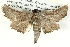  ( - BIOUG05073-C06)  @13 [ ] CreativeCommons - Attribution (2013) CBG Photography Group Centre for Biodiversity Genomics