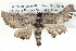  ( - BIOUG05073-C07)  @13 [ ] CreativeCommons - Attribution (2013) CBG Photography Group Centre for Biodiversity Genomics