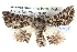  ( - BIOUG05073-D07)  @13 [ ] CreativeCommons - Attribution (2013) CBG Photography Group Centre for Biodiversity Genomics