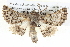  ( - BIOUG05073-D08)  @14 [ ] CreativeCommons - Attribution (2013) CBG Photography Group Centre for Biodiversity Genomics