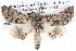  ( - BIOUG05073-D10)  @15 [ ] CreativeCommons - Attribution (2013) CBG Photography Group Centre for Biodiversity Genomics