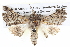  ( - BIOUG05073-D11)  @15 [ ] CreativeCommons - Attribution (2013) CBG Photography Group Centre for Biodiversity Genomics