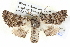  ( - BIOUG05073-E01)  @14 [ ] CreativeCommons - Attribution (2013) CBG Photography Group Centre for Biodiversity Genomics
