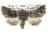  ( - BIOUG05073-E02)  @14 [ ] CreativeCommons - Attribution (2013) CBG Photography Group Centre for Biodiversity Genomics