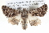  ( - BIOUG05073-E03)  @14 [ ] CreativeCommons - Attribution (2013) CBG Photography Group Centre for Biodiversity Genomics