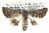  (Dinophalus sp. ANIC12 - BIOUG05073-E04)  @15 [ ] CreativeCommons - Attribution (2013) CBG Photography Group Centre for Biodiversity Genomics