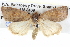  ( - BIOUG05073-F10)  @14 [ ] CreativeCommons - Attribution (2013) CBG Photography Group Centre for Biodiversity Genomics
