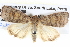  ( - BIOUG05073-F11)  @14 [ ] CreativeCommons - Attribution (2013) CBG Photography Group Centre for Biodiversity Genomics