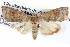  ( - BIOUG05073-F12)  @13 [ ] CreativeCommons - Attribution (2013) CBG Photography Group Centre for Biodiversity Genomics