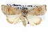  ( - BIOUG05073-G02)  @13 [ ] CreativeCommons - Attribution (2013) CBG Photography Group Centre for Biodiversity Genomics