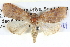  ( - BIOUG05073-G03)  @13 [ ] CreativeCommons - Attribution (2013) CBG Photography Group Centre for Biodiversity Genomics